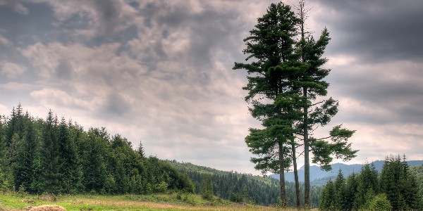 Pytanie