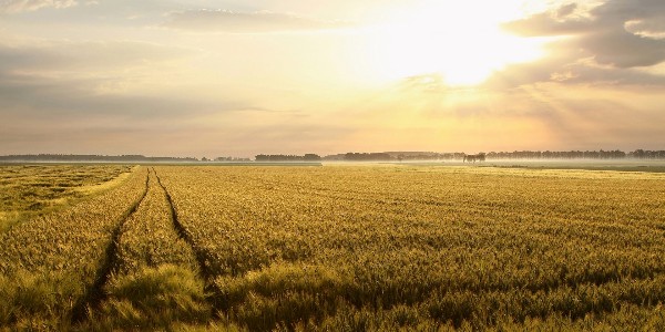 Obumierające ziarno