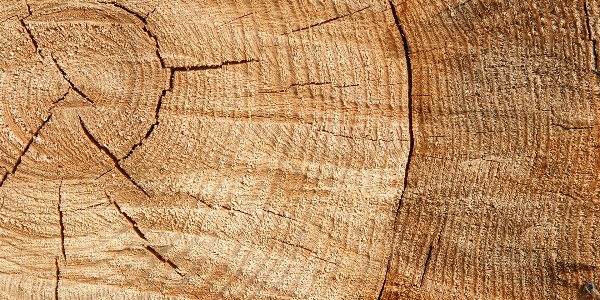 Bałwochwalstwo i nieposłuszeństwo Izraelitów